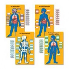 Carson-Dellosa® Human Body Bulletin Board Set, 84 Pieces/Set 1119235